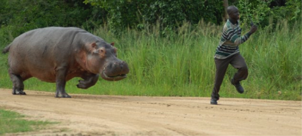 chased_by_hippo