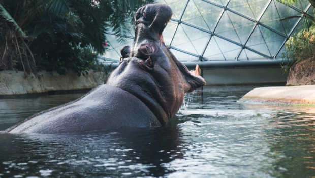 Photograph of a hippo