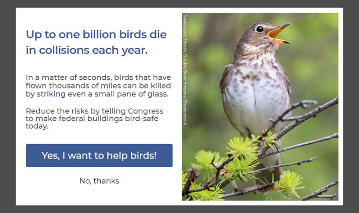 Popup with a large photo of a bird. Text says, "Up to one billion birds die in collisions each year. In a matter of seconds, birds that have flown thousands of miles can be killed by striking even a small pane of glass. Reduce the risks by telling Congress to make federal buildings bird-safe today." CTA button says "Yes, I want to help birds!" Linked text below says "No, thanks"
